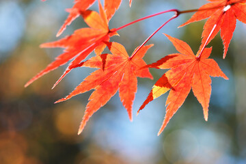 紅葉