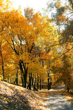 Autumn park with golden trees. sunny natural background. beautiful harmony autumn landscape. fall time concept.