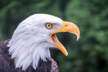 Águila esperando a su presa / Eagle waiting for its prey