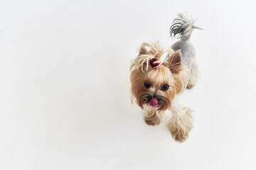 dog pet puppy grooming isolated background