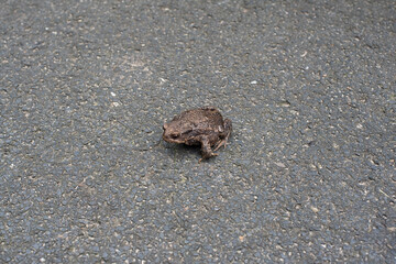 frog on the ground