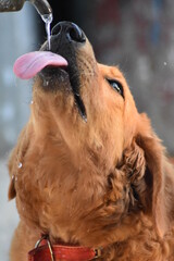 My Dog, Nova Drinking Water from Tap. 