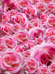 Pink roses of various sizes stacked on background, nature, decoration, banner, template, name card