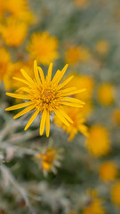 Yellow Snow Namaquland 