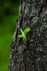 green leaf on wood