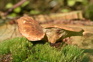 Samtfuß-Holzkrempling
