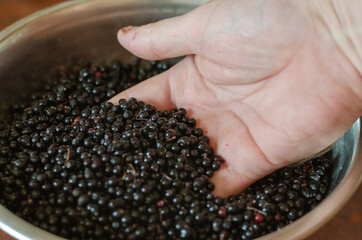 A man's hand and ripe black elderberries. Sambucus nigra in a me
