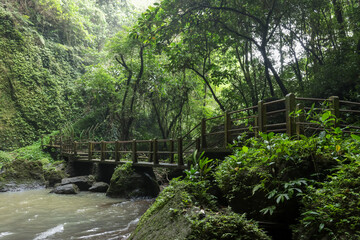 photo of river and bridge in the forest