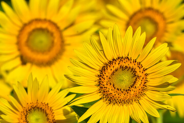 Obraz premium ヒマワリの花（Sunflower）