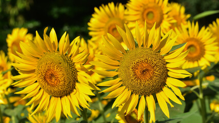 Obraz premium ヒマワリの花（Sunflower）