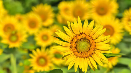 ヒマワリの花（Sunflower）