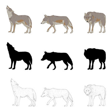 Vector Set of Wolves Illustrations