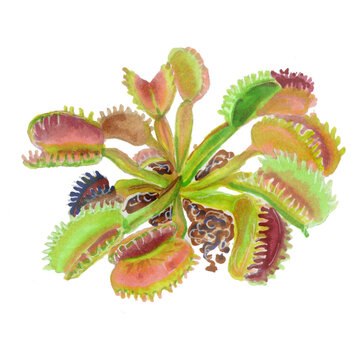 predatory plant venus flycatcher painted in watercolor. dionaea muscipula  isolated on white watercolor . exotic carnivorous plant