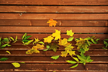 Wooden used brown boards park benches strewn with fallen bright yellow autumn maple leaves, wallpaper