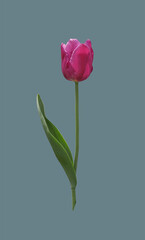Fototapeta premium Purple tulip flower.