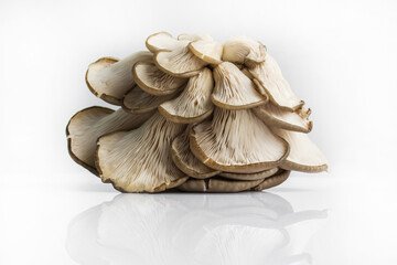 oyster mushrooms close-up on a white background