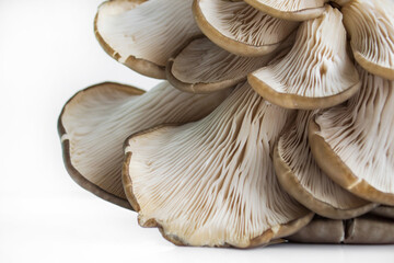 oyster mushrooms close-up on a white background