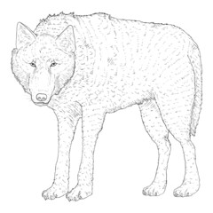 Fototapeta premium Wolf Standing and Watching Vector Sketch Hand Drawn Illustration
