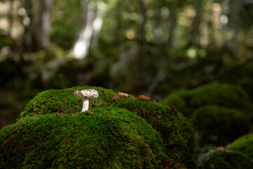 Mushroom over mossy rocks in Selva de Irati. Navarra, Spain.