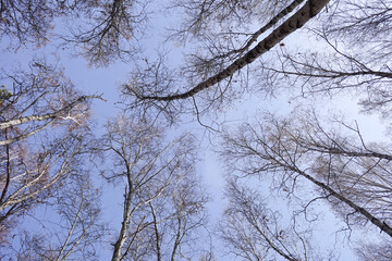 Autumn forest