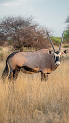 The Oryx Antelope 