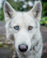 White Husky Wolf Dog