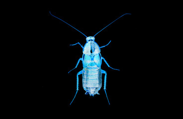 Cockroach closeup macro x-ray isolated on black background, insecticide, killing insects dead