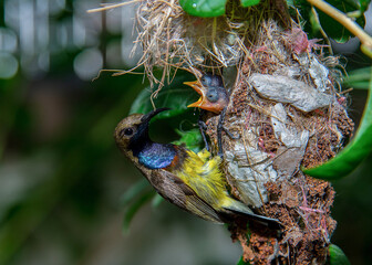 ฺBrown-throated Sunbird,Sun-bird feeding new born chicks