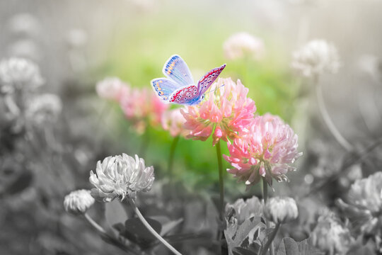 Beautiful spring wild meadow clover flowers, butterfly, color spot on black and white, macro. Soft focus nature background. Toned image. Nature floral springtime. Copy space. Hope concept
