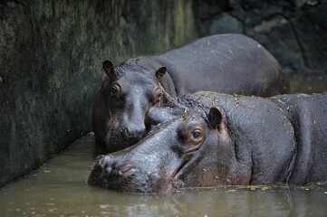 hippopotamus in river