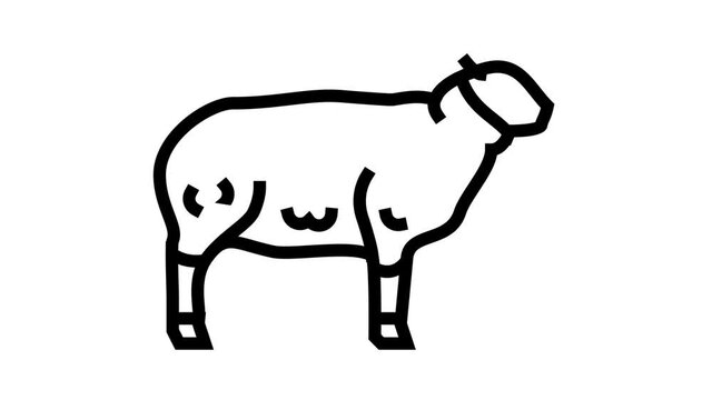 sheep domestic animal animated line icon. sheep domestic animal sign. isolated on white background