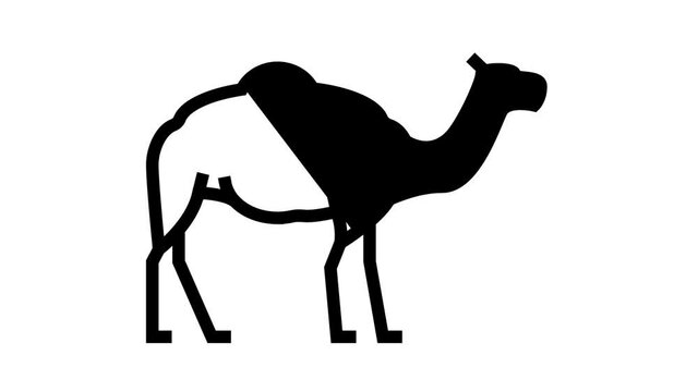 camel animal animated line icon. camel animal sign. isolated on white background