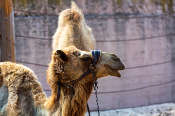 Camels relaxing in zoo with the mouth open waiting for food. Close up Portrait of camel with bridles stands against the wall. Head of dromedary domesticated riding camel tied up with chain on the face