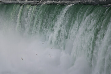 Birds flying towards the roaring Niagara Falls, Canada.