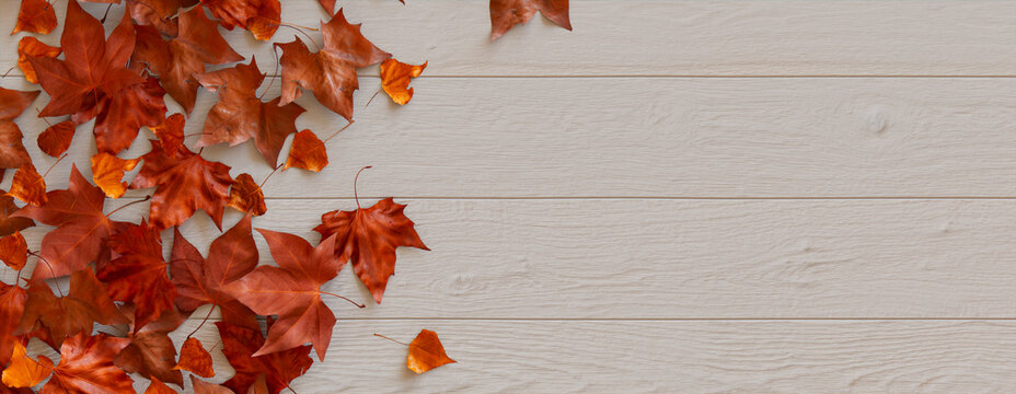 Seasonal Wallpaper, with Fall Leaves on White wood Tabletop. Thanksgiving Concept with copy space.