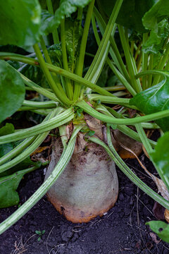 root vegetable radish grows in the garden