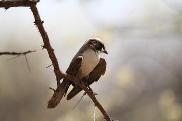 White-crowned shrike on a clear sky summer day in Namibia