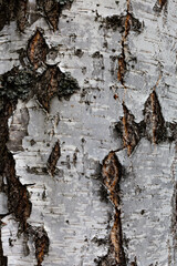 background or texture in the form of black and white bark of a birch tree
