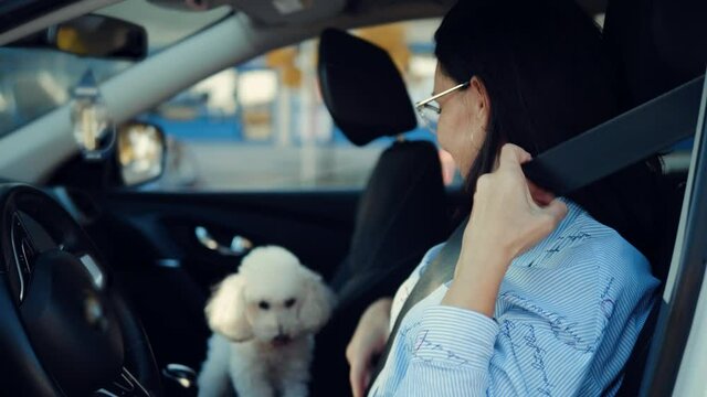 Beautiful woman fastening her seat belt in car. 