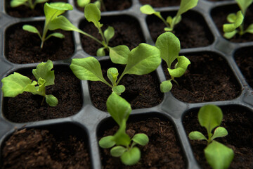 Growing Young baby fresh green vegetable lettuce organic salad in black plastic tray container inside greenhouse, How to start growing lettuce in soil at home concept