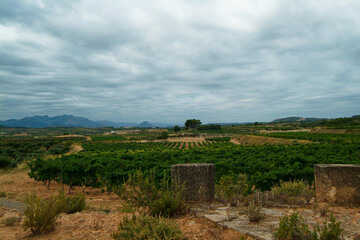 Viñedos de la bodega Edetaria en Terra Alta, Tarragona, Cataluña