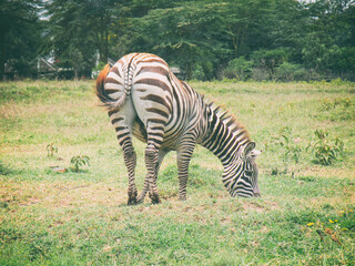 Vintage photography style of Zebra eating grass, wild life in Maasai Mara National park, Kenya, selected focus.    