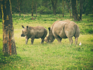 Vintage photography style of rhinoceros, wild life in Maasai Mara National park, Kenya, selected focus.