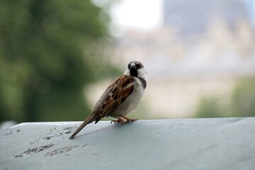 Obraz na płótnie Canvas sparrow on the roof