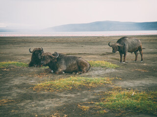 Vintage photography style herd of African Buffalo , wild life in Maasai Mara National park, Kenya, selected focus.
