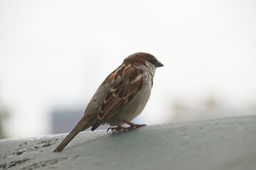 sparrow on the roof