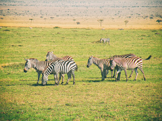 Fototapeta na wymiar Vintage photography style herd of Zebras, wild life in Maasai Mara National park, Kenya, selected focus.
