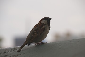 sparrow on the roof