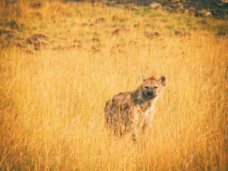 Vintage photography style of Hyena , wild life in Maasai Mara National park, Kenya, selected focus.