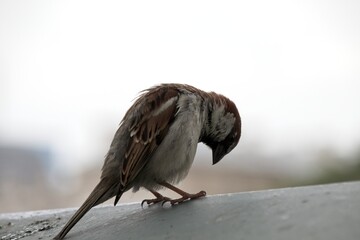 sparrow on the roof